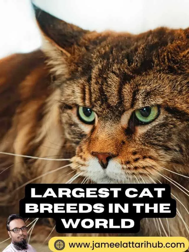 Largest Cat Breeds in the World