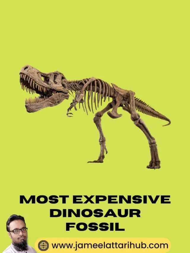 Most Expensive Dinosaur Fossil