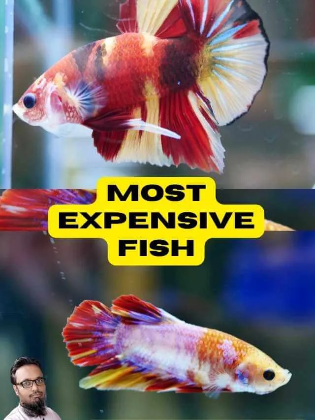 Most Expensive Fish