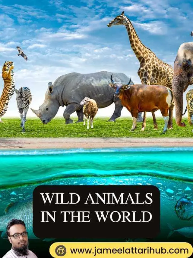 Wild Animals in The World